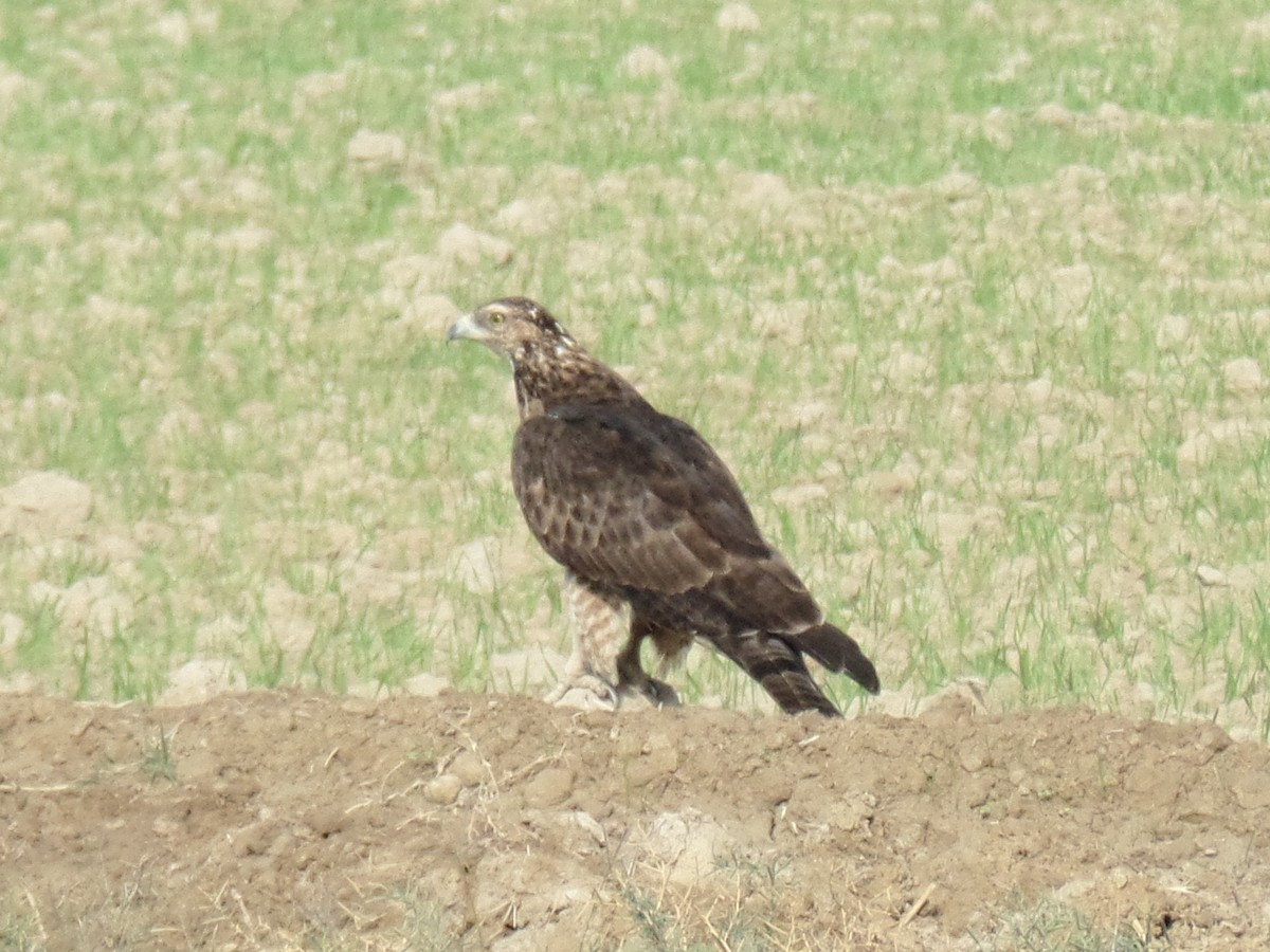 Oriental Honey-buzzard - ML388943501