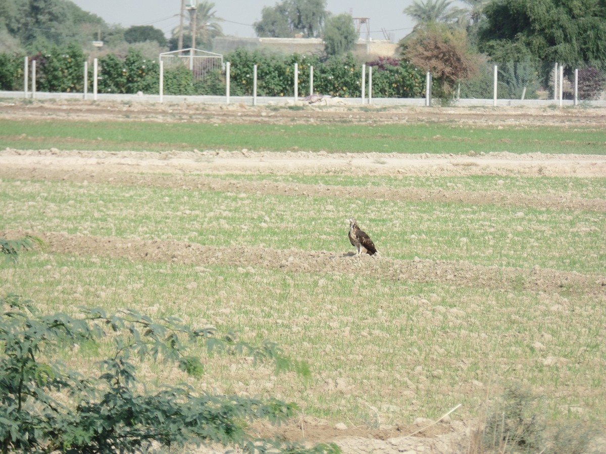 Oriental Honey-buzzard - ML388943511