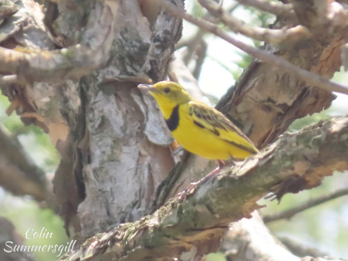 Pipit doré - ML388943531