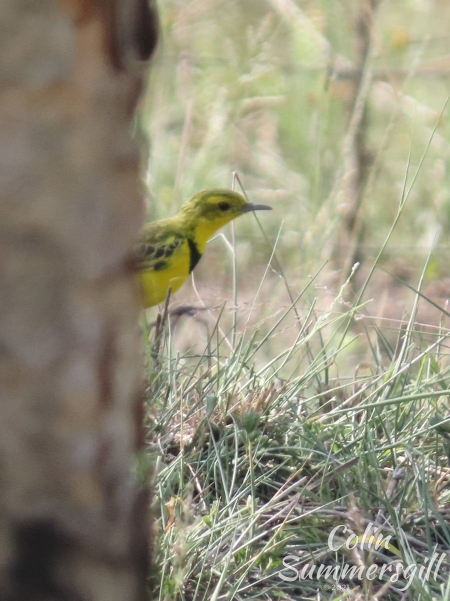 Pipit doré - ML388943541