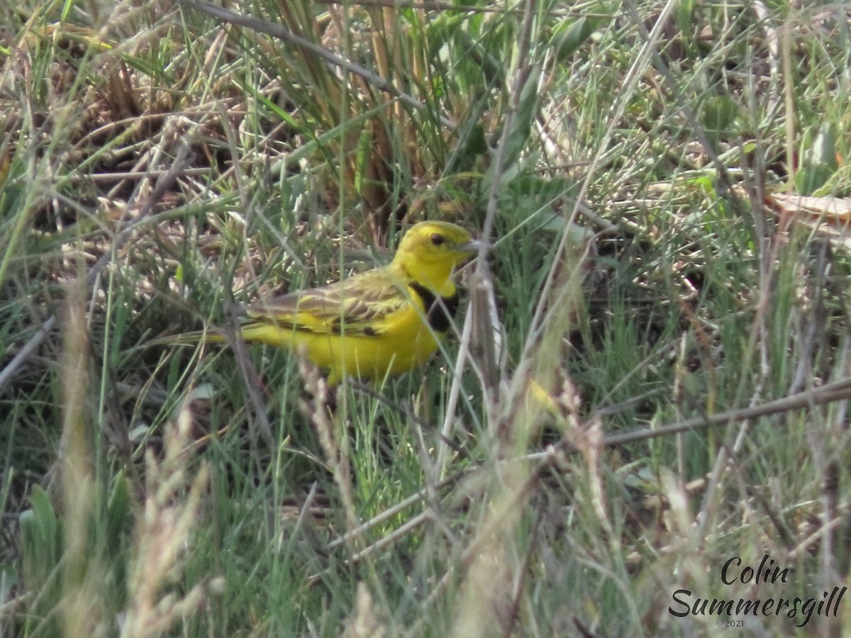 Pipit doré - ML388943551