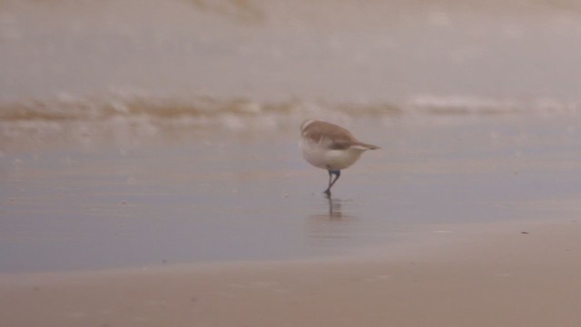 Kentish Plover - ML388944451