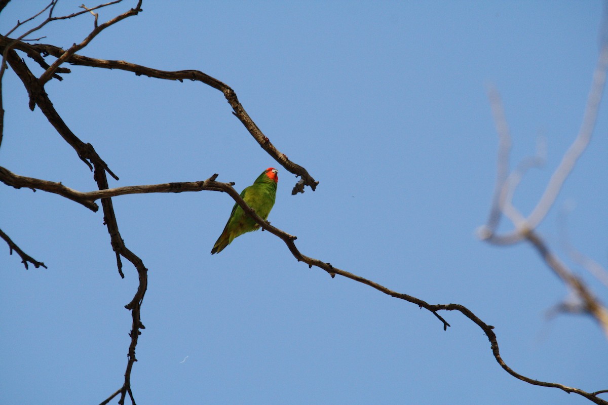 Little Lorikeet - ML388945781