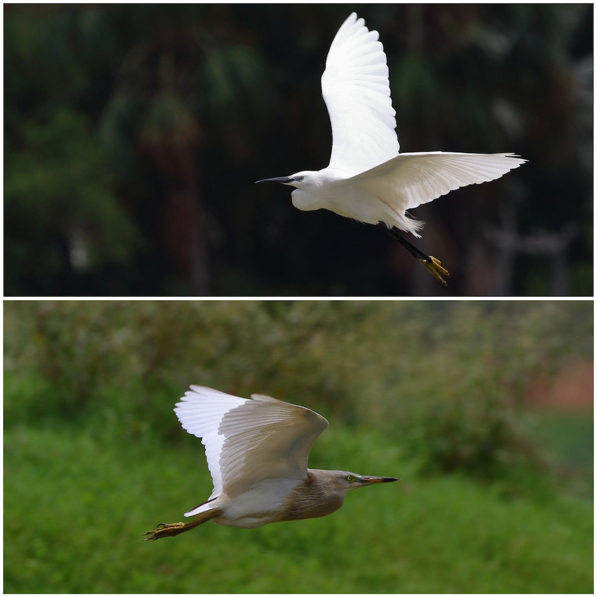 Little Egret - ML388946111