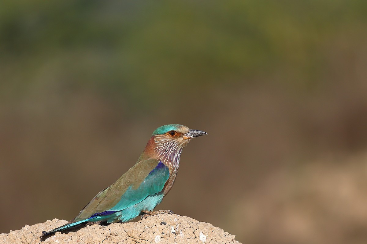 Indian Roller - ML388946331