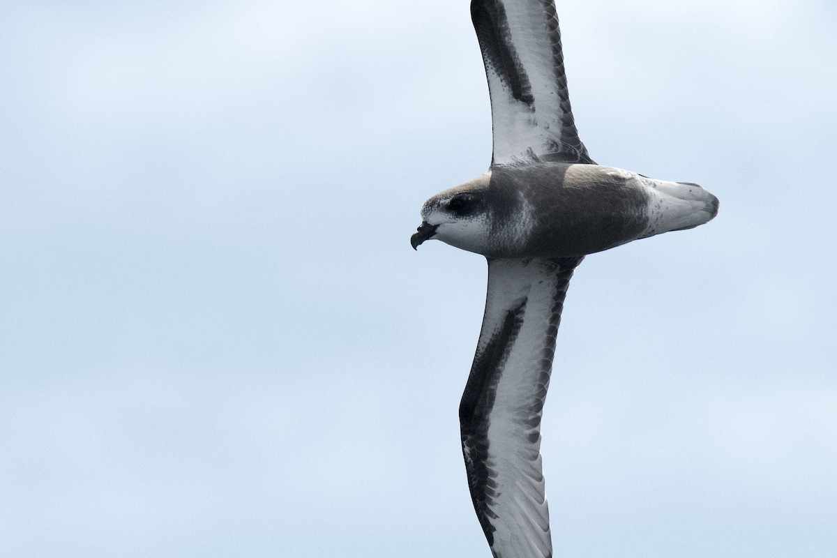 Mottled Petrel - ML388946931