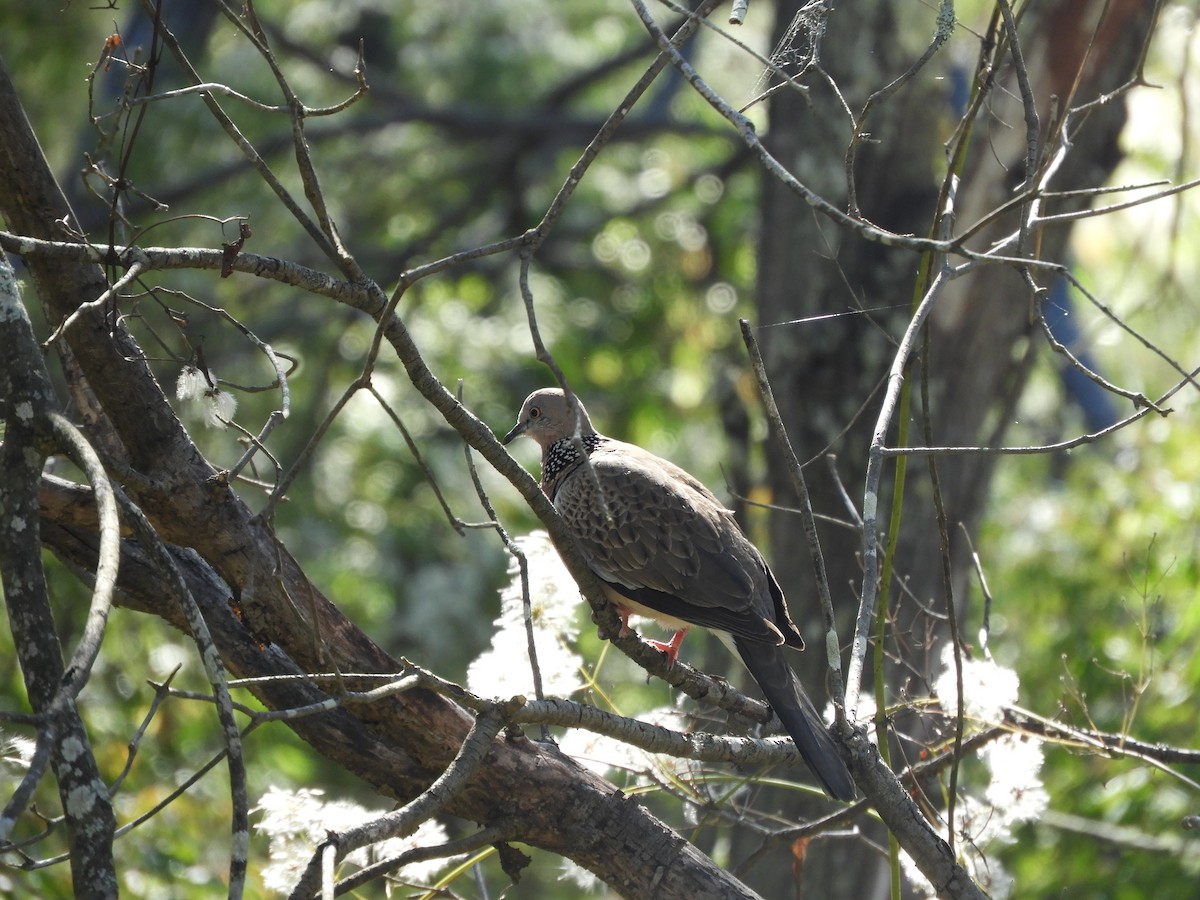 珠頸斑鳩 - ML388947331