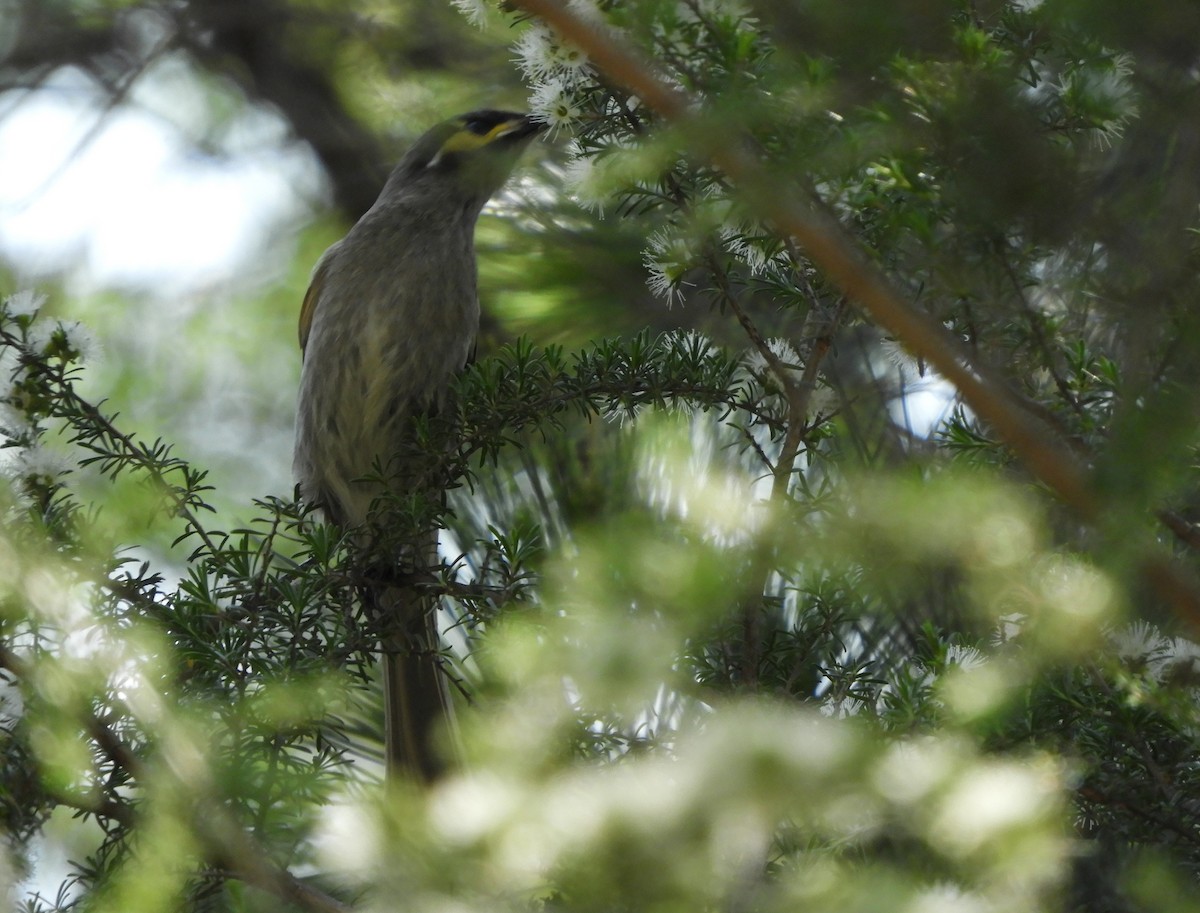 Yellow-faced Honeyeater - ML388947761