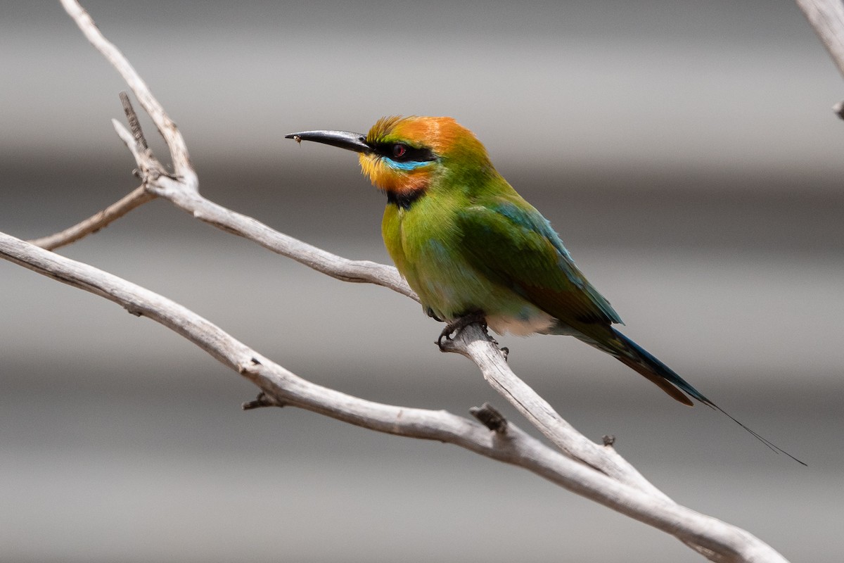 Rainbow Bee-eater - ML388949341