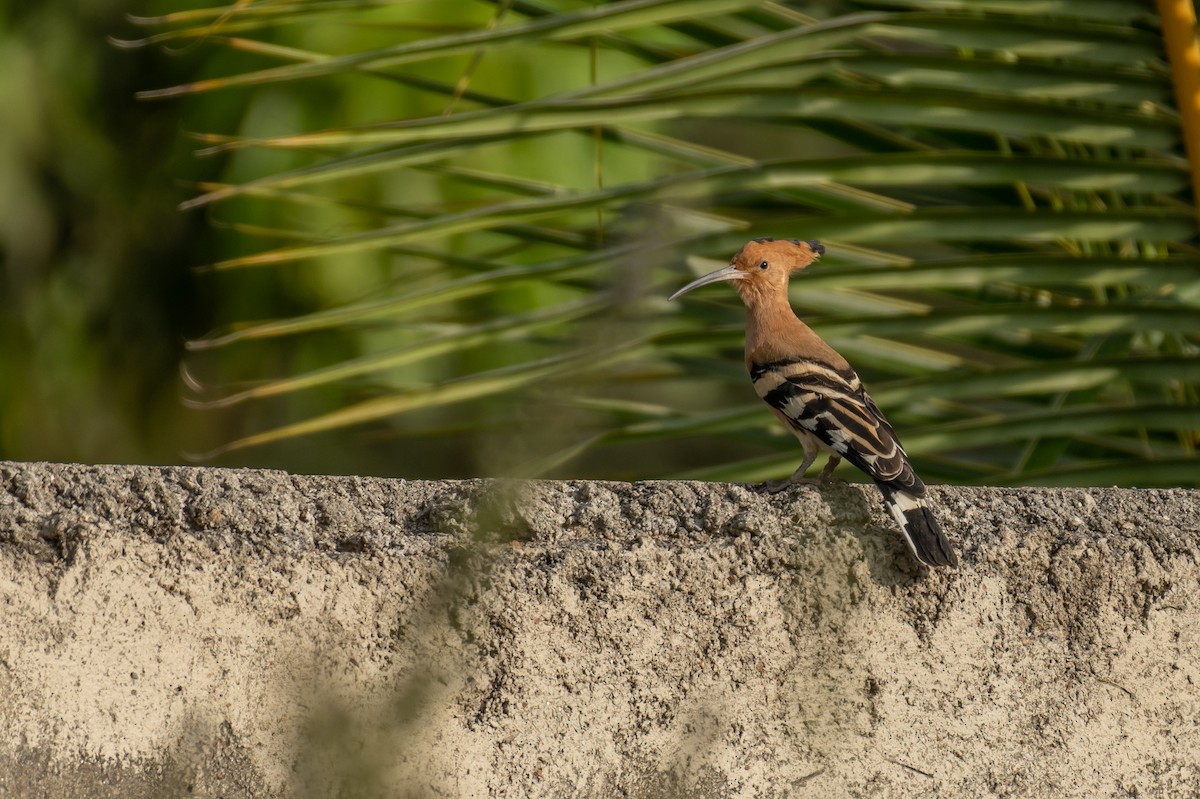 Eurasian Hoopoe - Aditya Rao