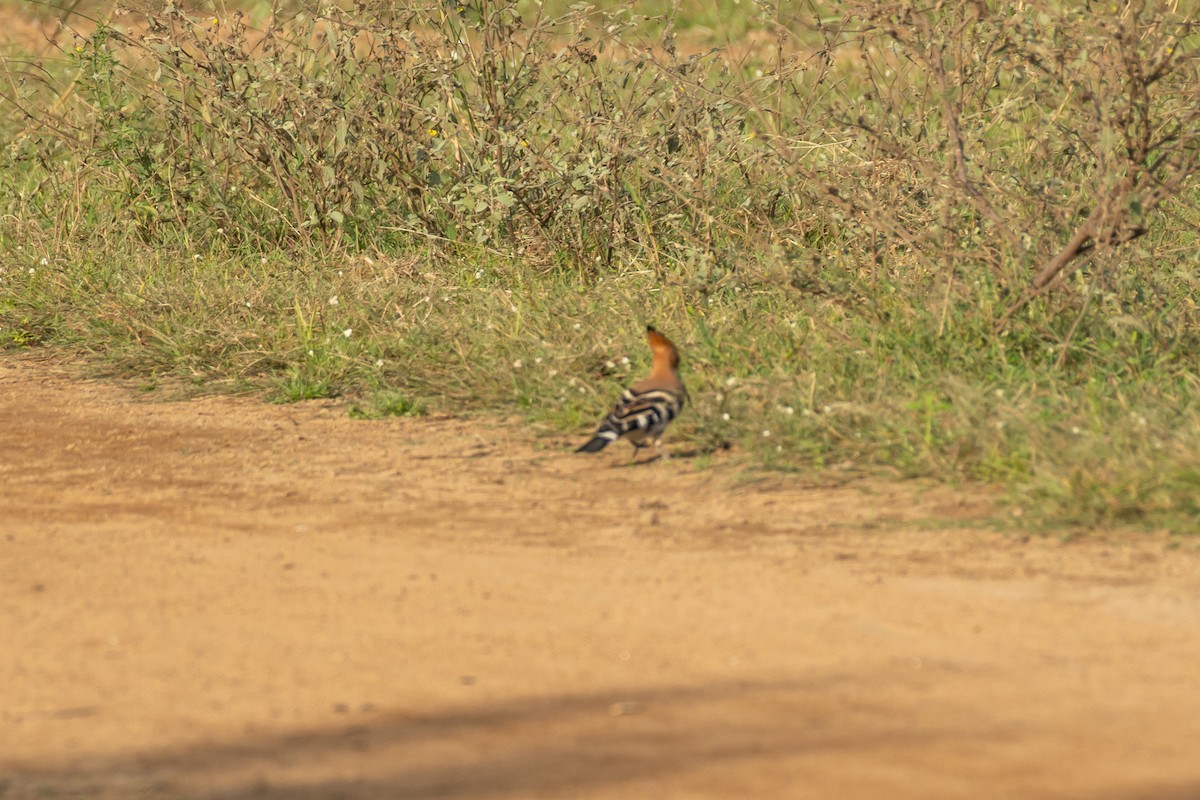 Eurasian Hoopoe - Aditya Rao