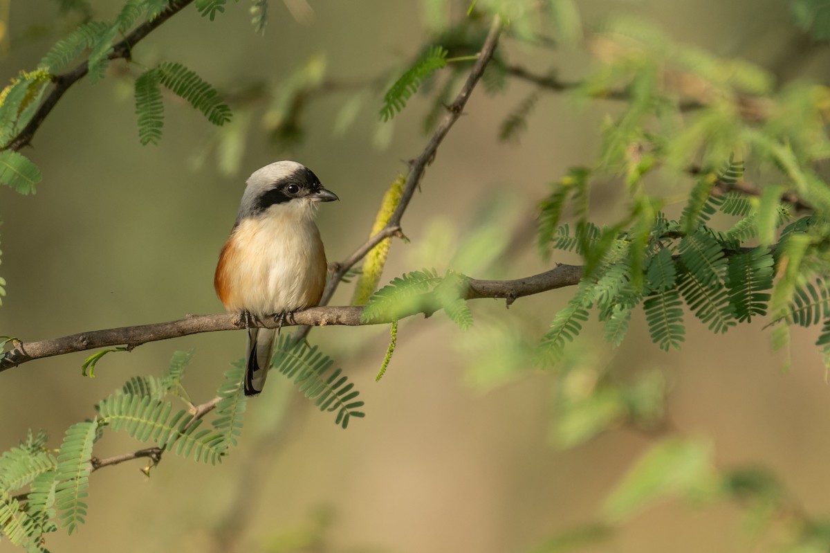 Bay-backed Shrike - ML388951051