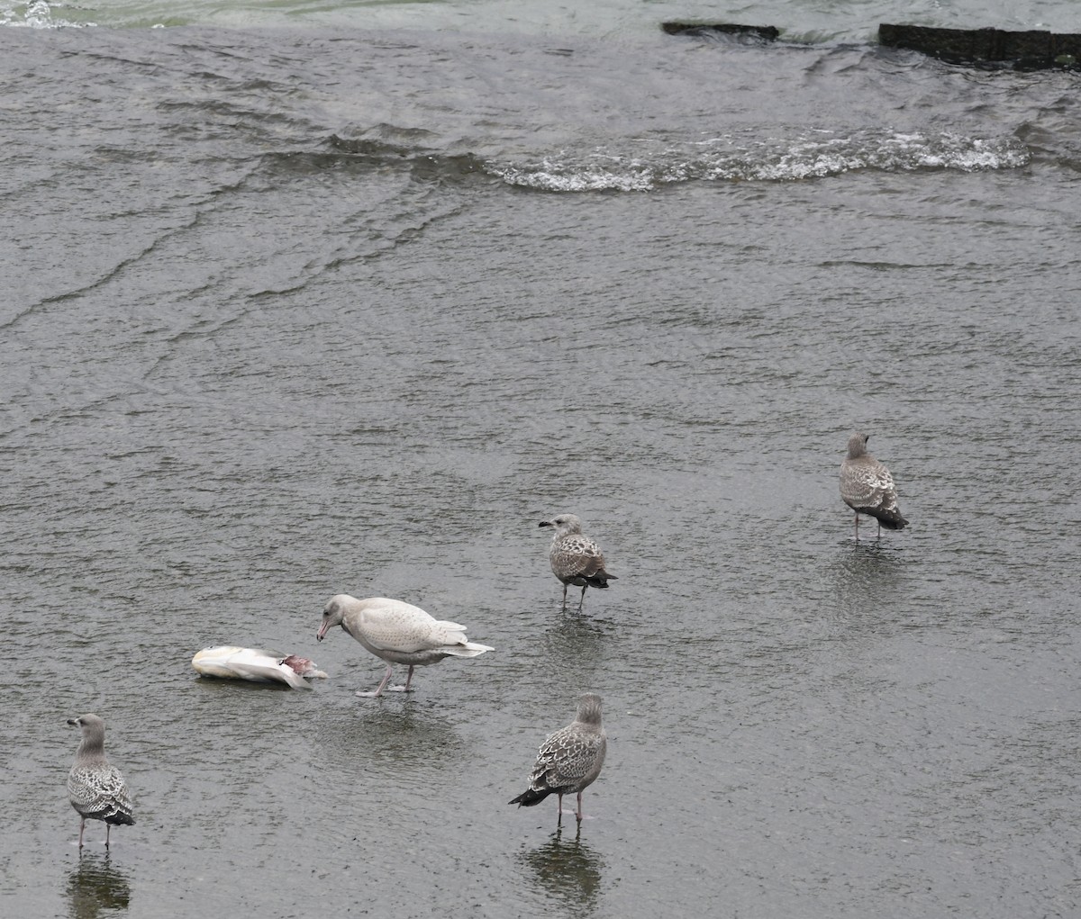 Glaucous Gull - Jan Hansen