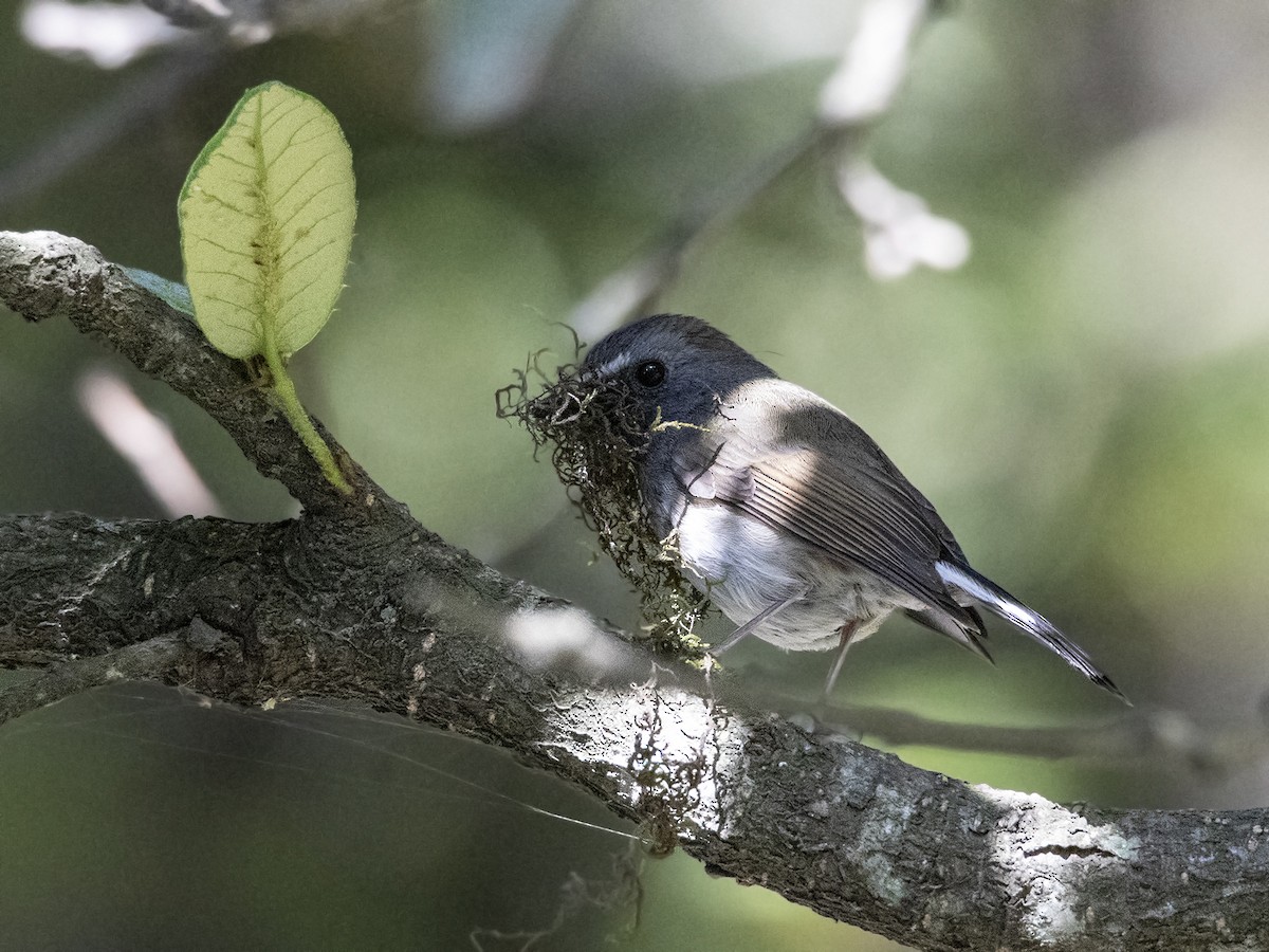 Rufous-gorgeted Flycatcher - ML388954431