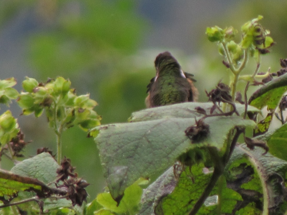 Wine-throated Hummingbird - ML388954481