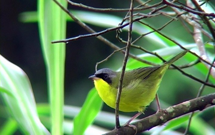 Southern Yellowthroat - ML388956611