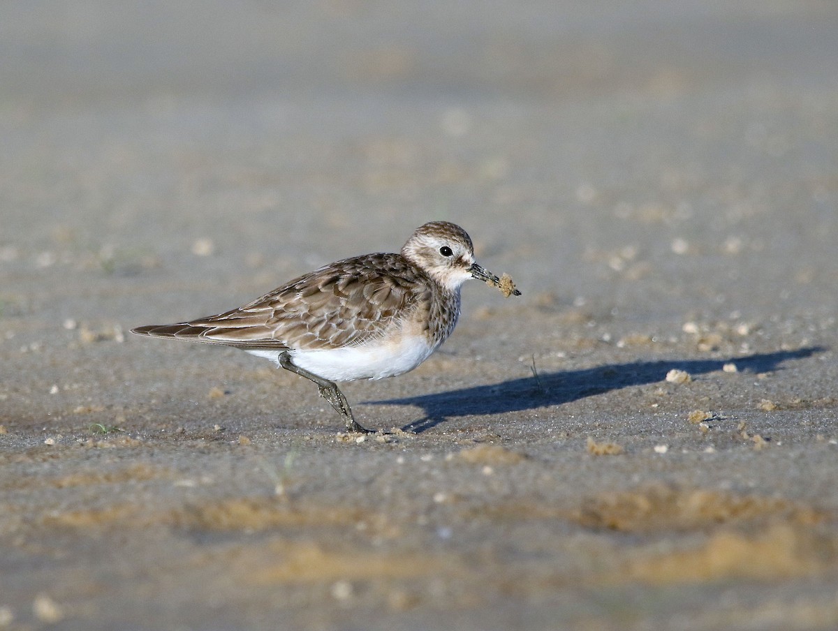 jespák dlouhokřídlý - ML388957431