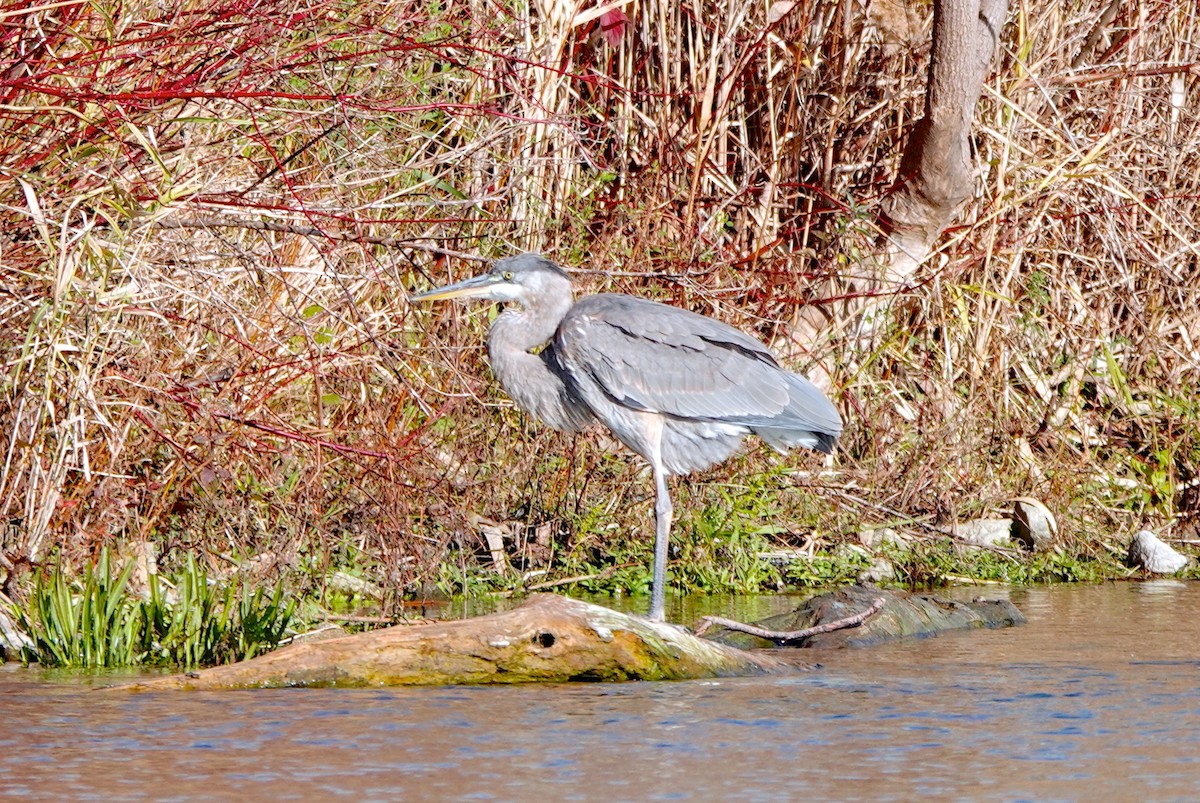 Great Blue Heron - ML388960361