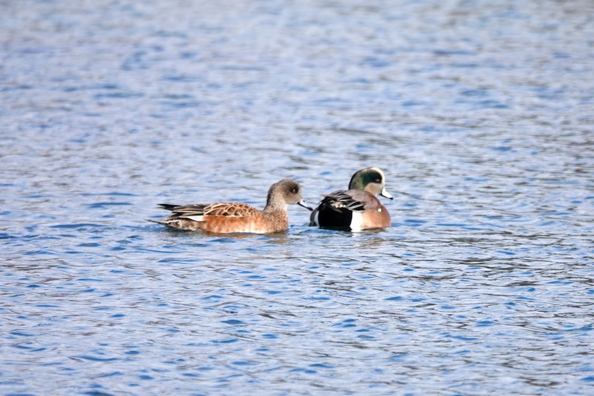 American Wigeon - Mary Kvasnic