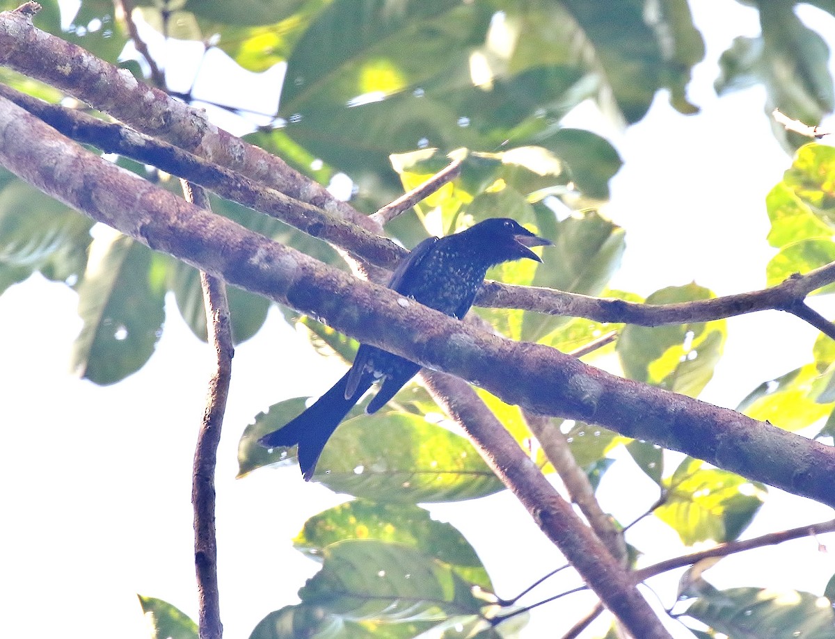 Karga Gagalı Drongo - ML388961271