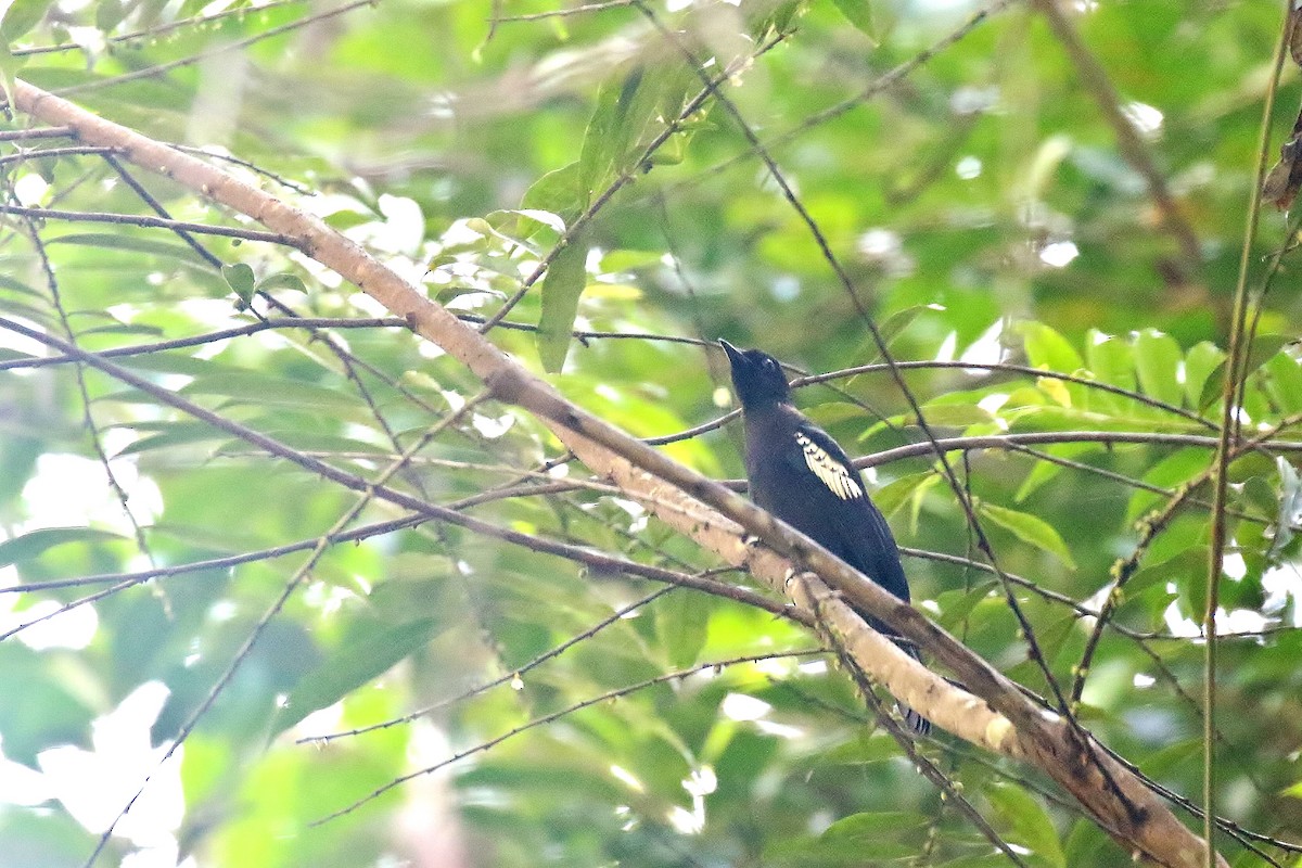 Black-and-white Bulbul - Benny Soon