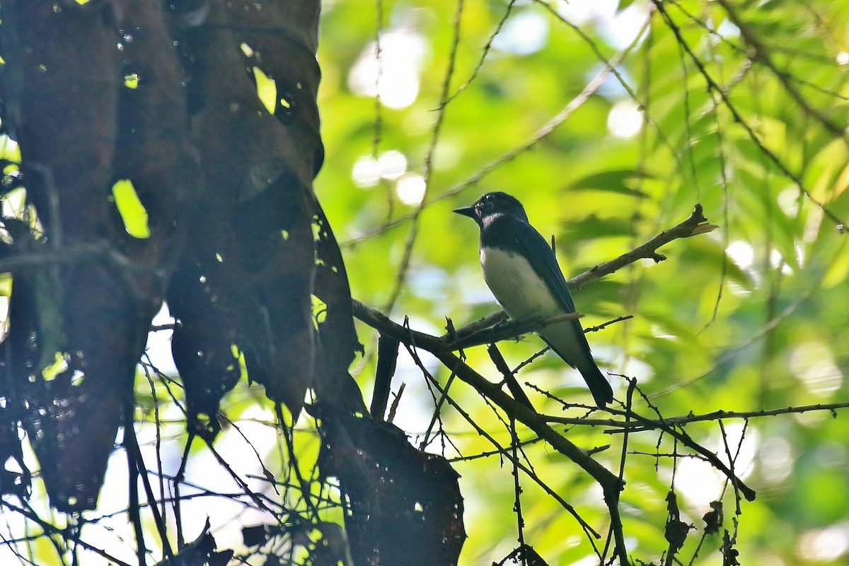 Blue-and-white/Zappey's Flycatcher - Benny Soon