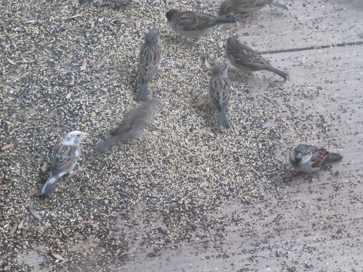 Домовый воробей - ML388961641