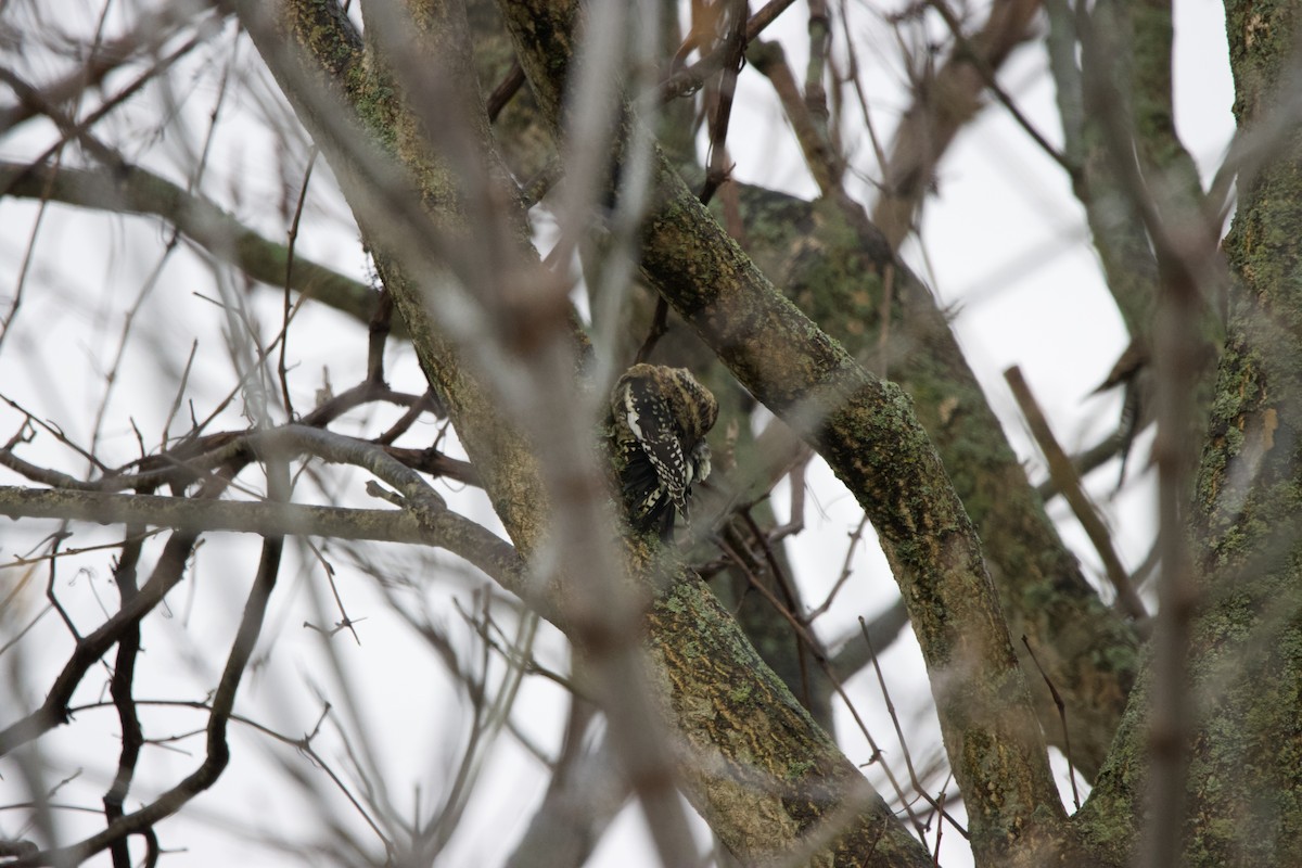 Yellow-bellied Sapsucker - ML388962751