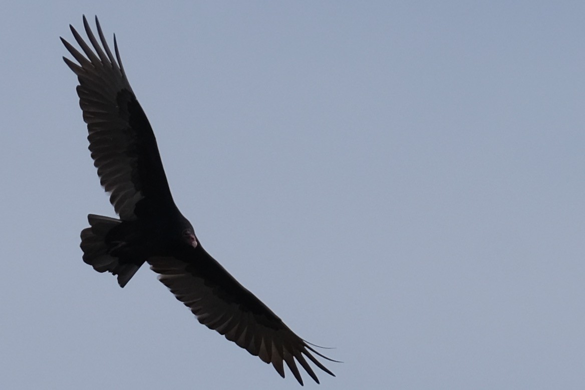 Turkey Vulture - ML388963101