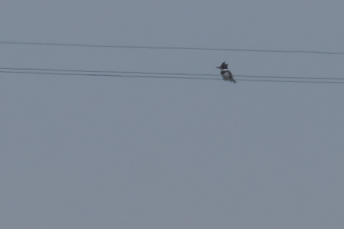 Belted Kingfisher - Alexander Rabb