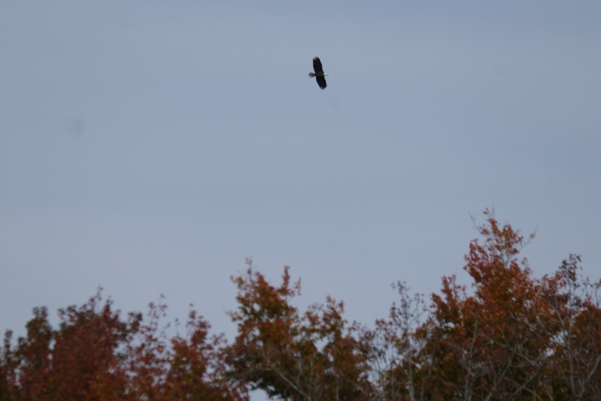 Bald Eagle - ML388963121