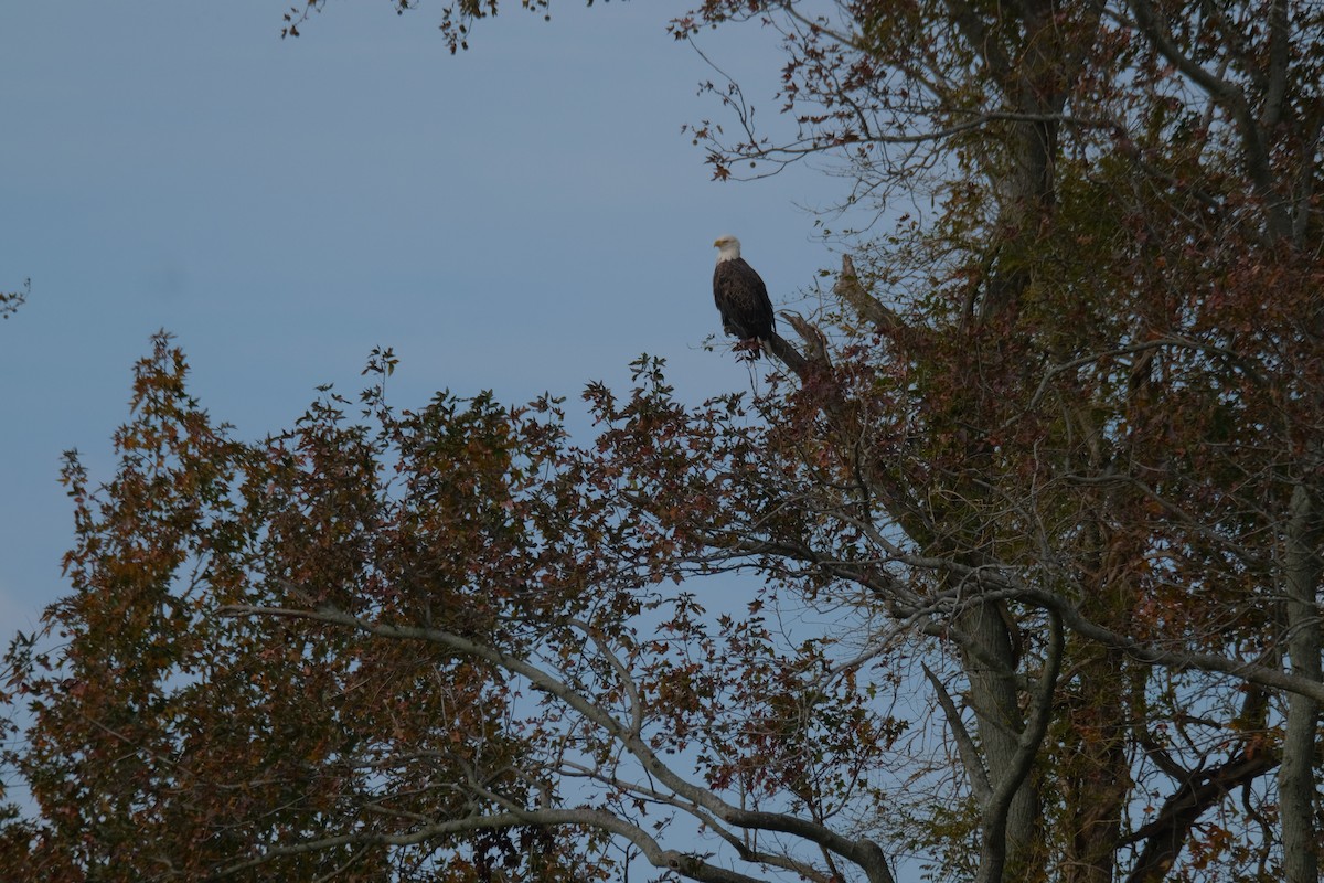 Bald Eagle - ML388963131