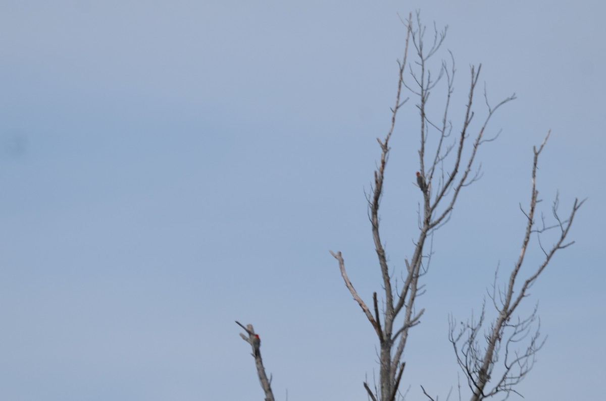 Red-bellied Woodpecker - ML388963141