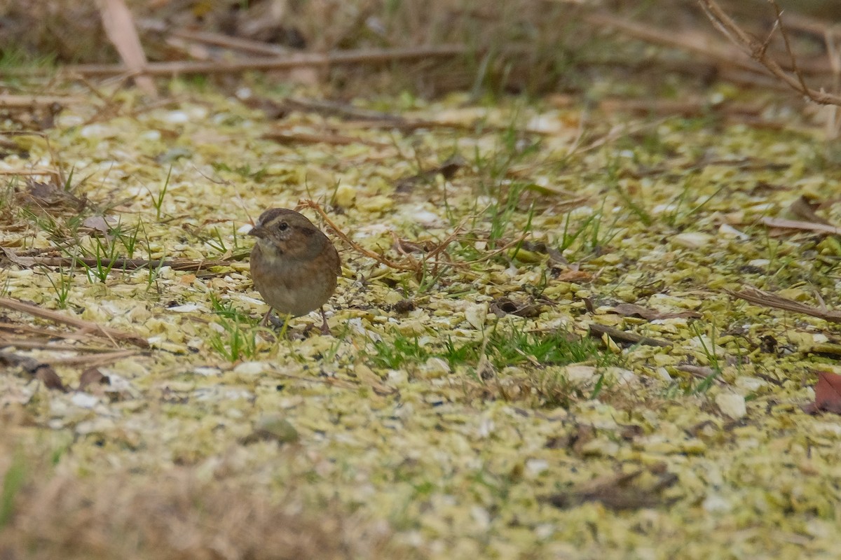 Swamp Sparrow - ML388963151