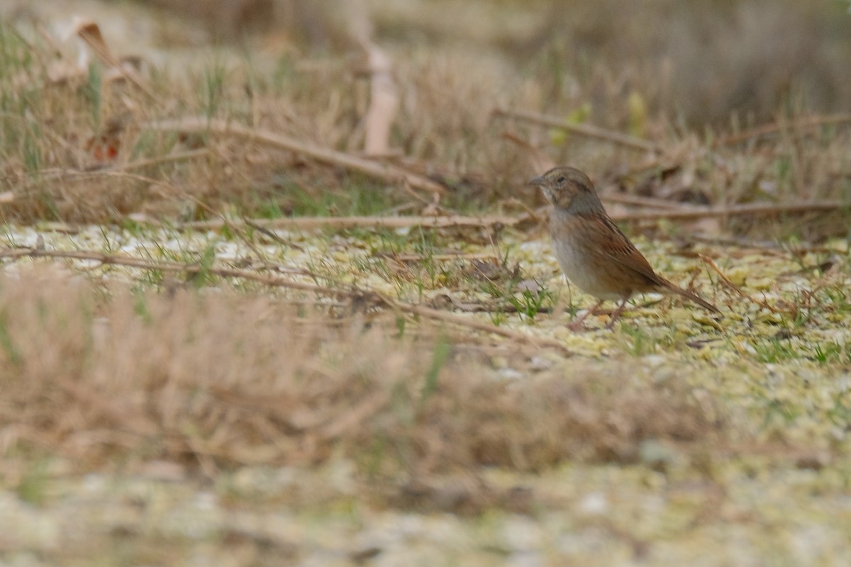 Swamp Sparrow - ML388963161