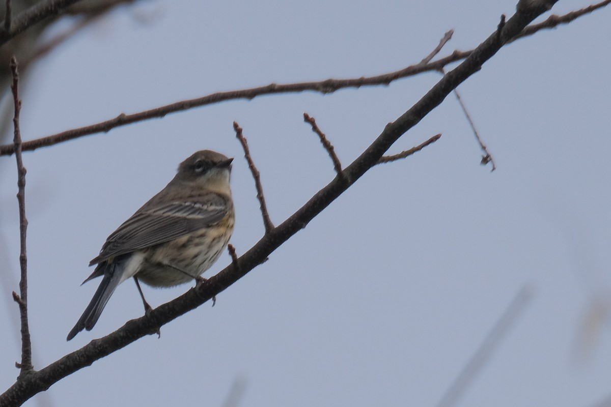 Yellow-rumped Warbler - ML388963171