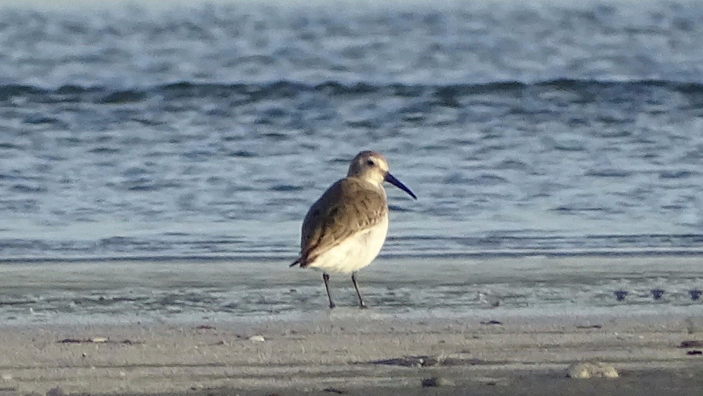 Dunlin - ML388963581