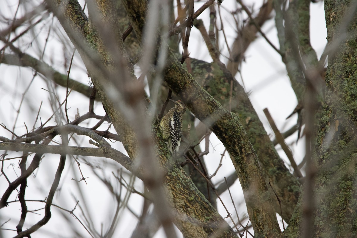 Yellow-bellied Sapsucker - ML388963791