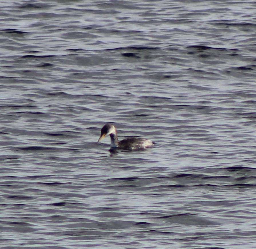 Red-necked Grebe - ML388964101