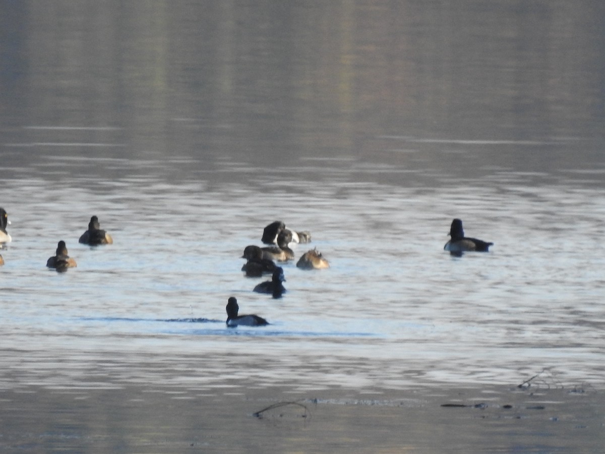 Ring-necked Duck - ML388964381
