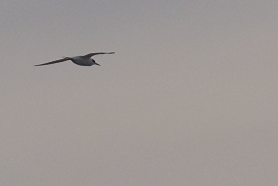 Forster's Tern - Alexander Rabb