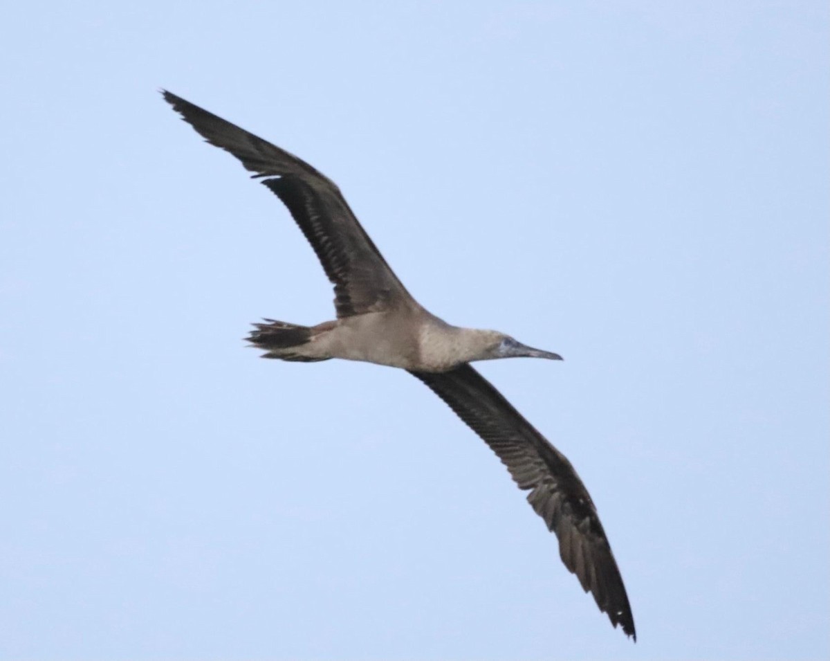 Red-footed Booby - Lani Hyde