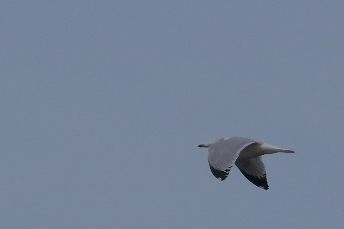 Ring-billed Gull - ML388964541