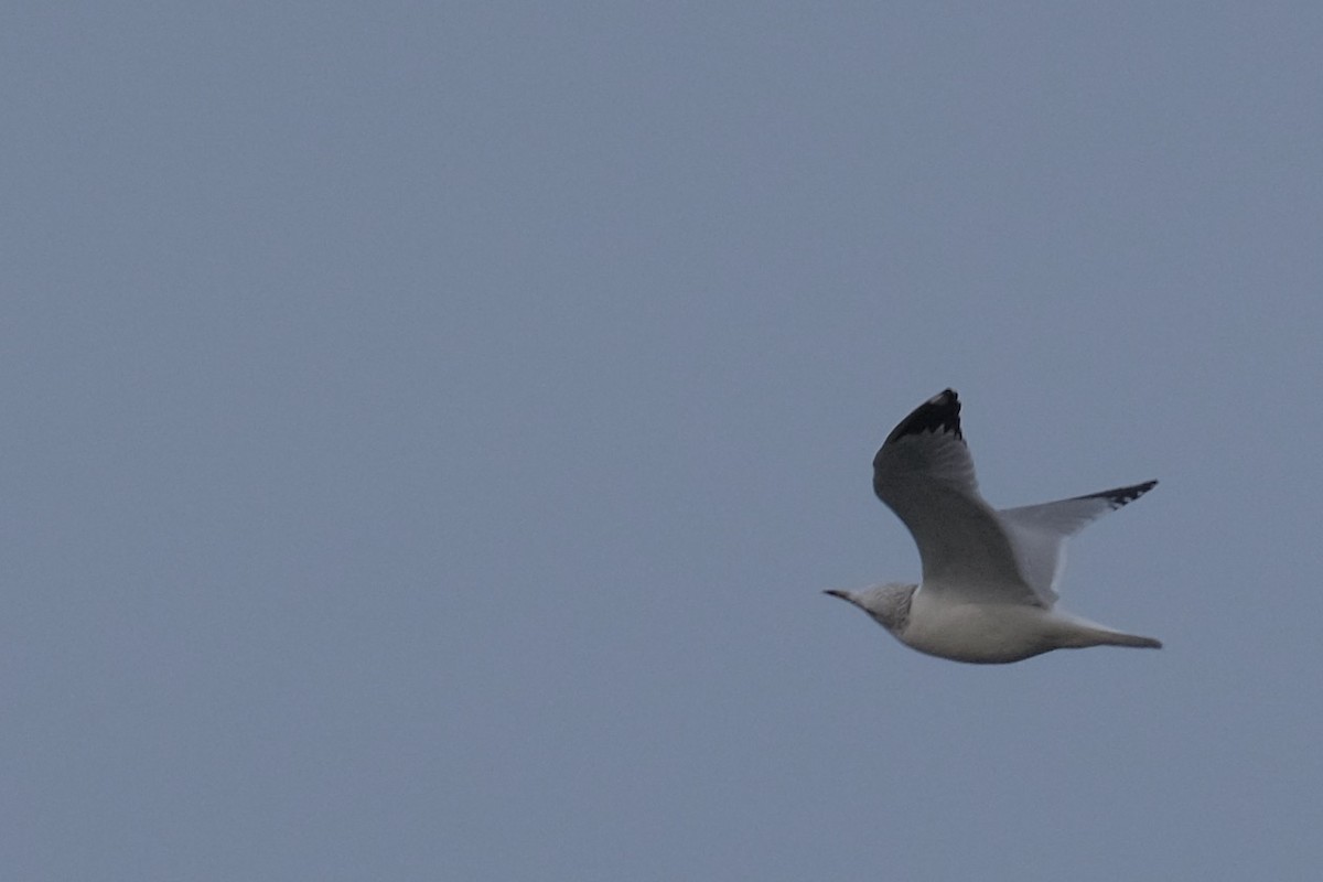 Ring-billed Gull - ML388964551