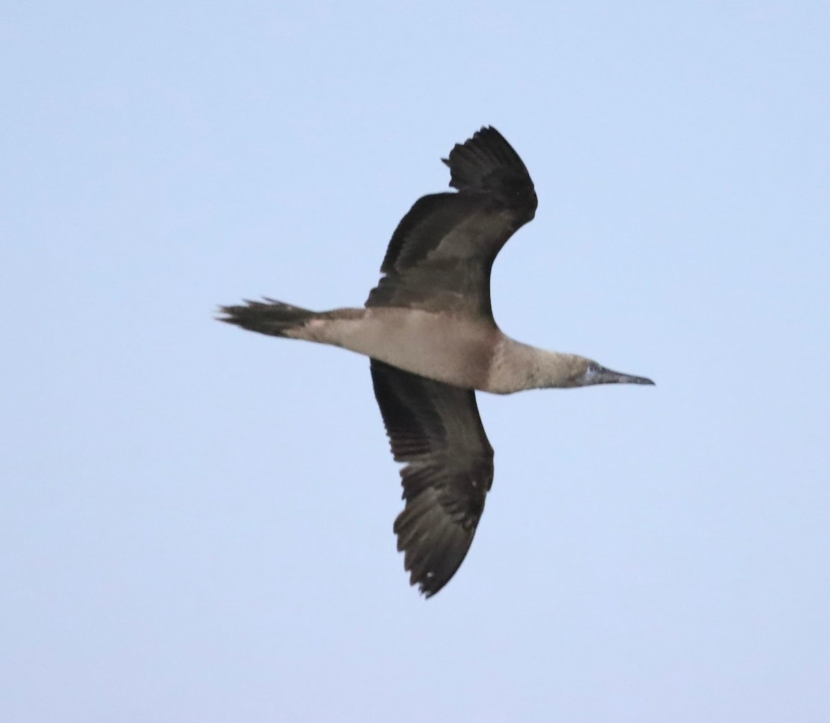 Red-footed Booby - Lani Hyde