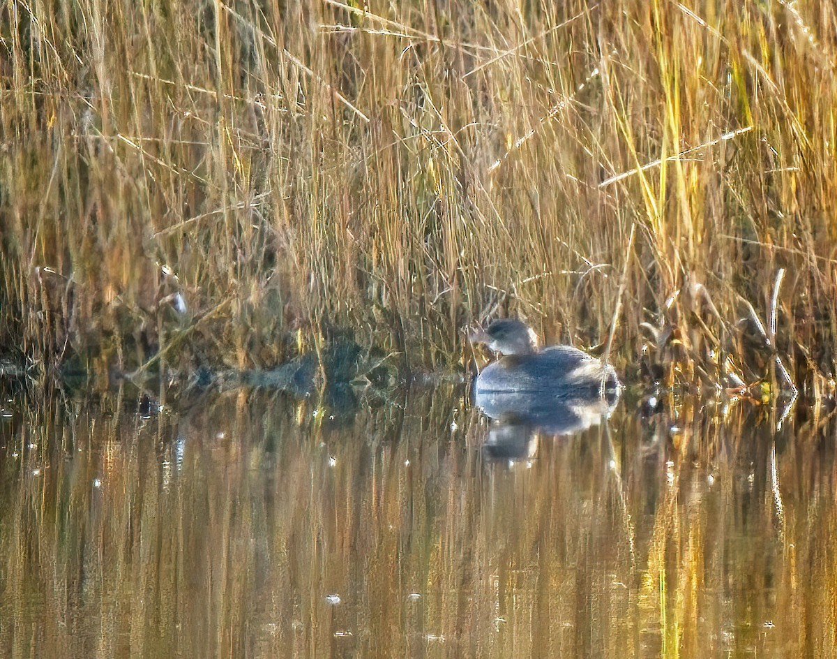 Pied-billed Grebe - ML388964911