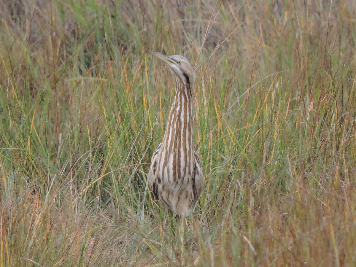 American Bittern - ML38896561