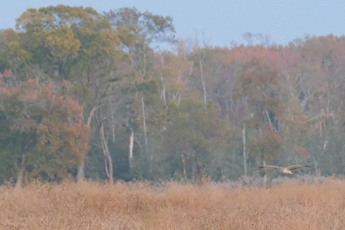 Northern Harrier - ML388965711