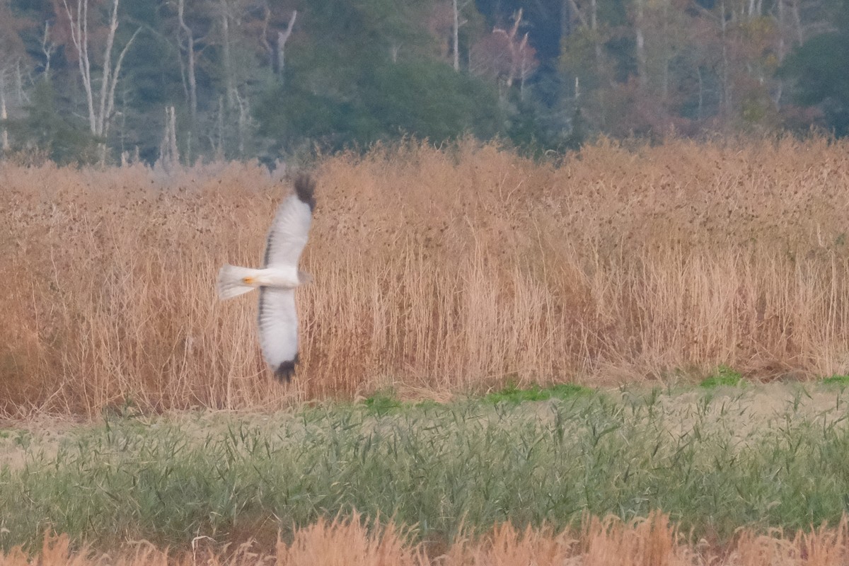 Northern Harrier - ML388965721