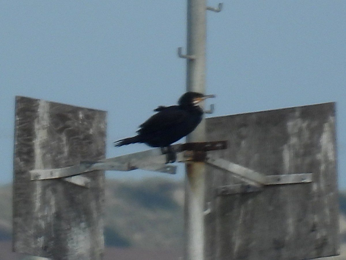 Great Cormorant (North Atlantic) - bob butler